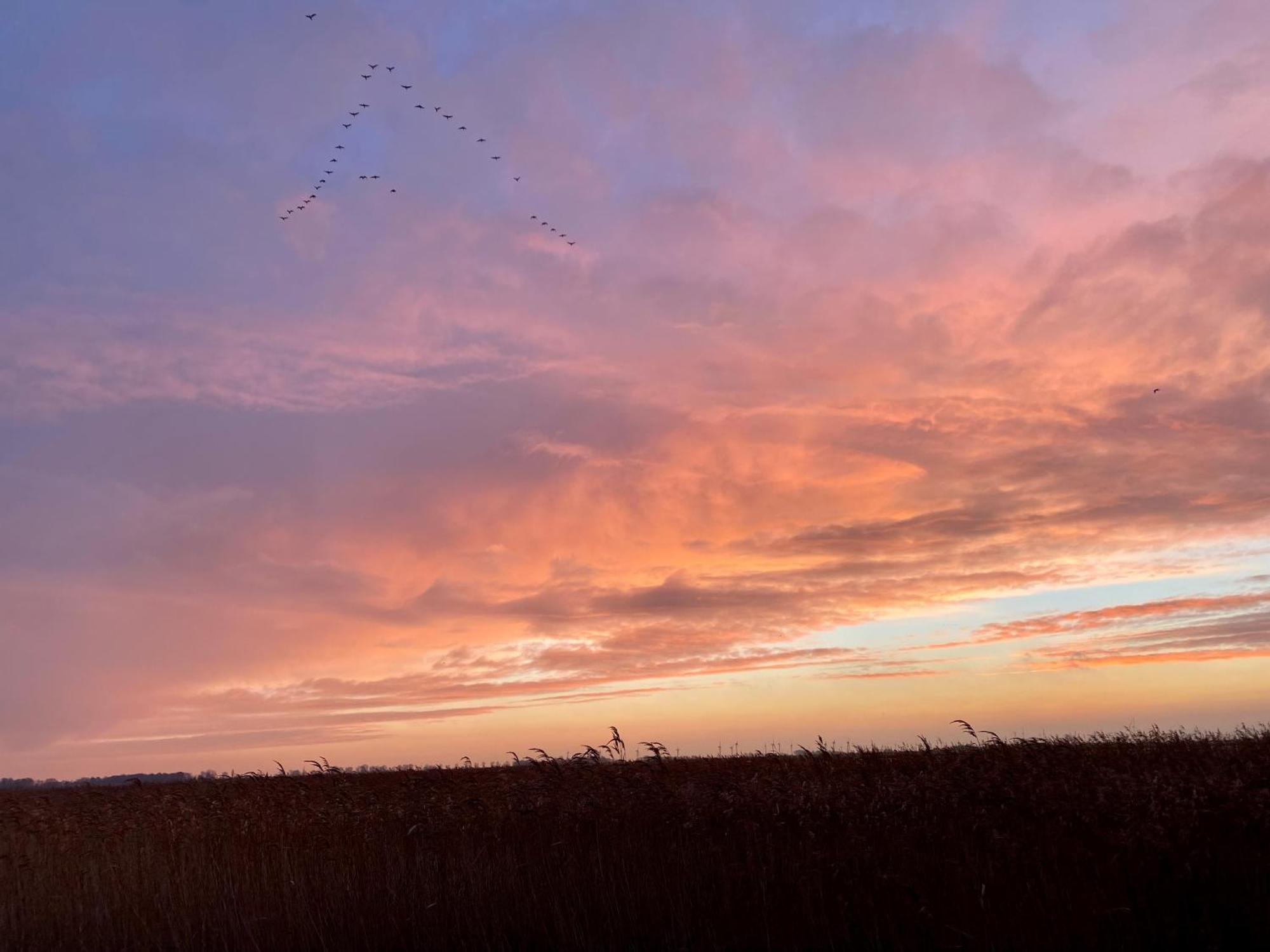 Deichkoje12 Direkt Am Eiderdeich Nur 7 Km Bis Zur Nordsee Und 20 Min Bis Sankt Peter Ording Tonning Bagian luar foto